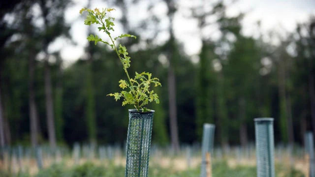 Plant a UK Tree (Dedicated to you)